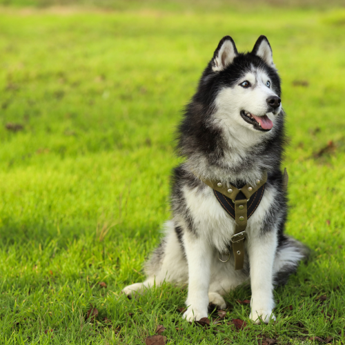 Dog Collars, Leashes, and Such